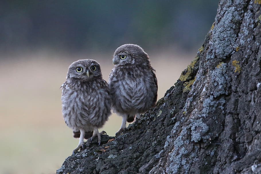2 Little Owls, tree, wildlife, couple, pair, animal, bird, nature