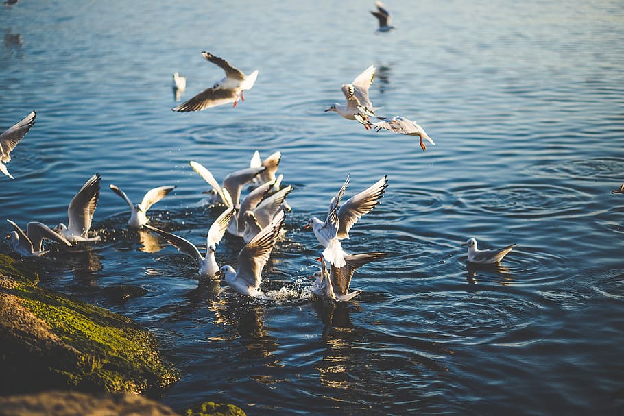 Flock of Birds Flying and Diving over Water during Daytime, animal, HD wallpaper