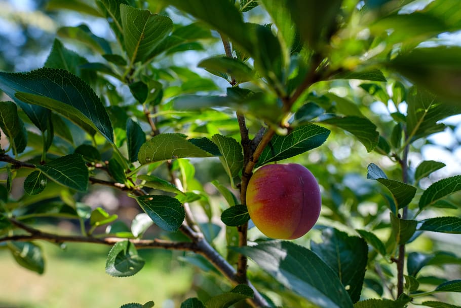 plums, plum tree, fruit, stone fruit, fruits, vitamins, healthy HD wallpaper