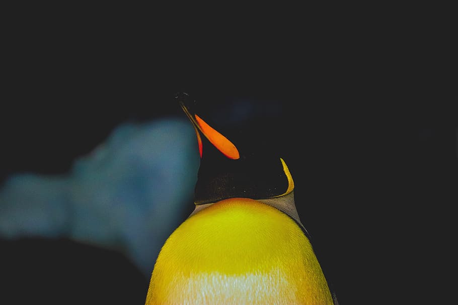 yellow and black penguin, chest, feather, beak, close up, aquatic bird HD wallpaper