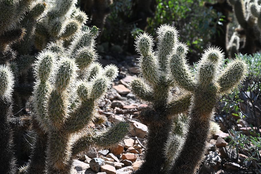 desert, backlit, cactu, succulent plant, growth, cactus, day HD wallpaper