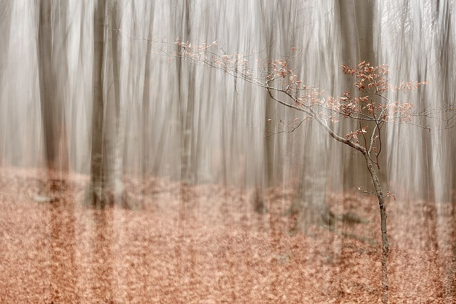 leafless tree, plant, nature, outdoors, piatra neamț, romania HD wallpaper