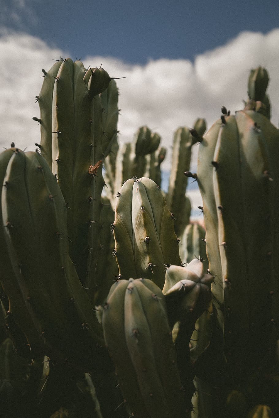 daylight, daytime, sunrise, sunset, spikes, suargo cactus, green cactus HD wallpaper
