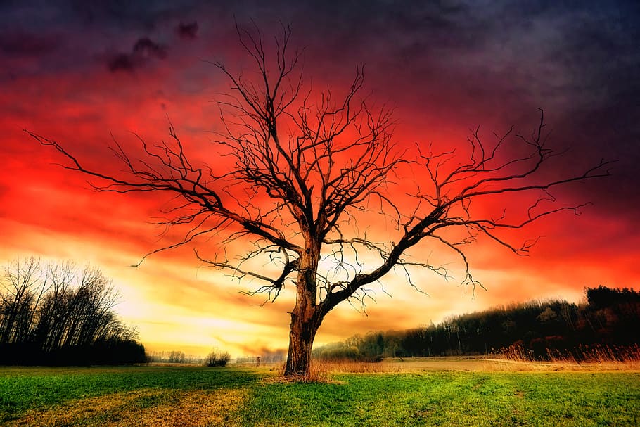 tree, sunset, landscape, dawn, nature, silhouette, sky, panorama HD wallpaper