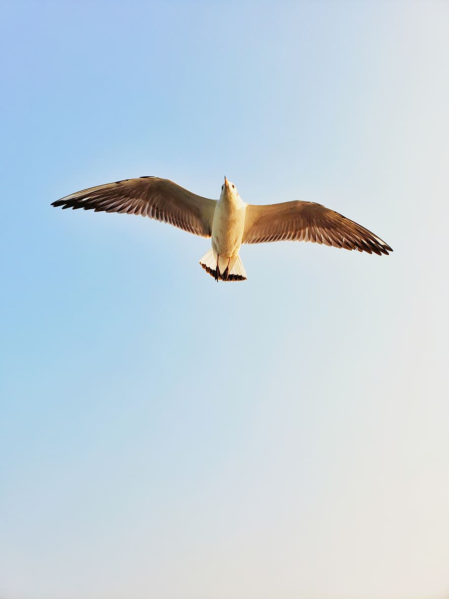 white bird at flight, animal, flying, seagull, #birds #india #mumbai #seagulls, HD wallpaper