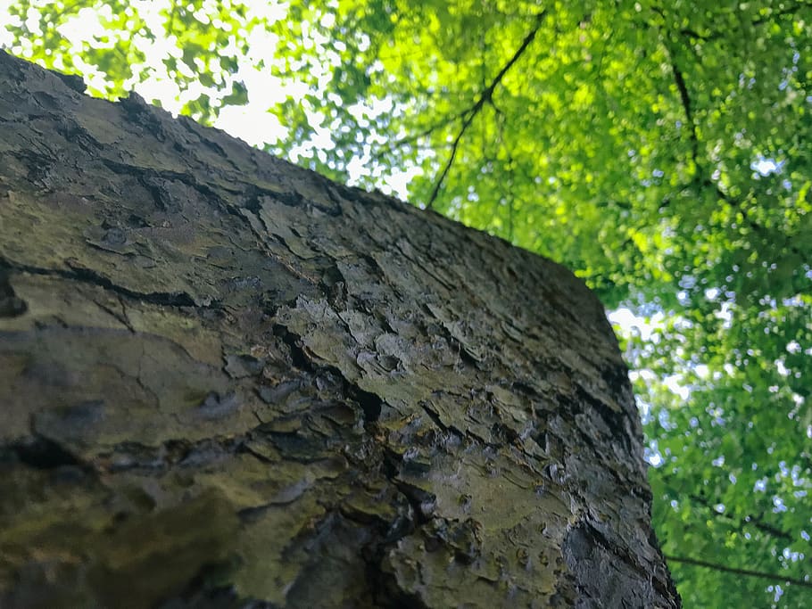tree, forest, leaves, bark, nature, branch, plant, low angle view HD wallpaper