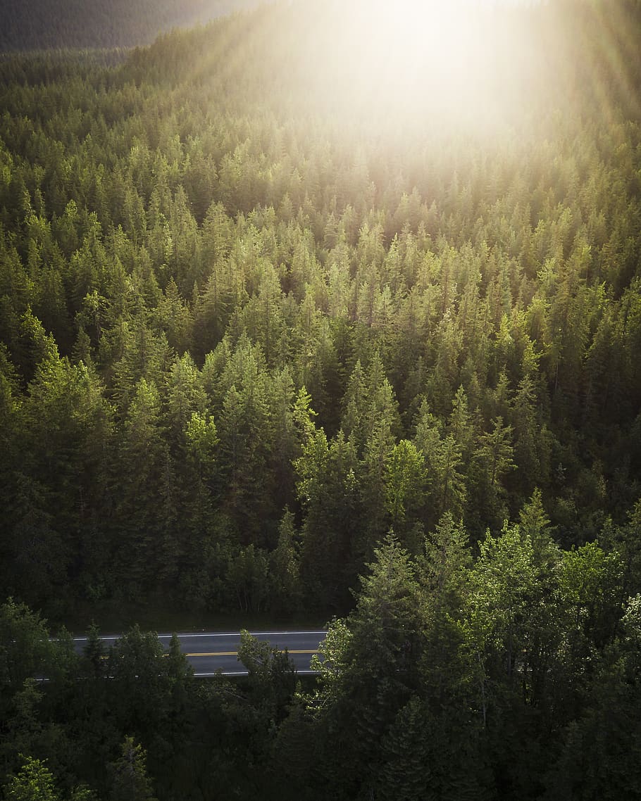 road, treetop, sun, sunset, plant, growth, forest, tranquility HD wallpaper