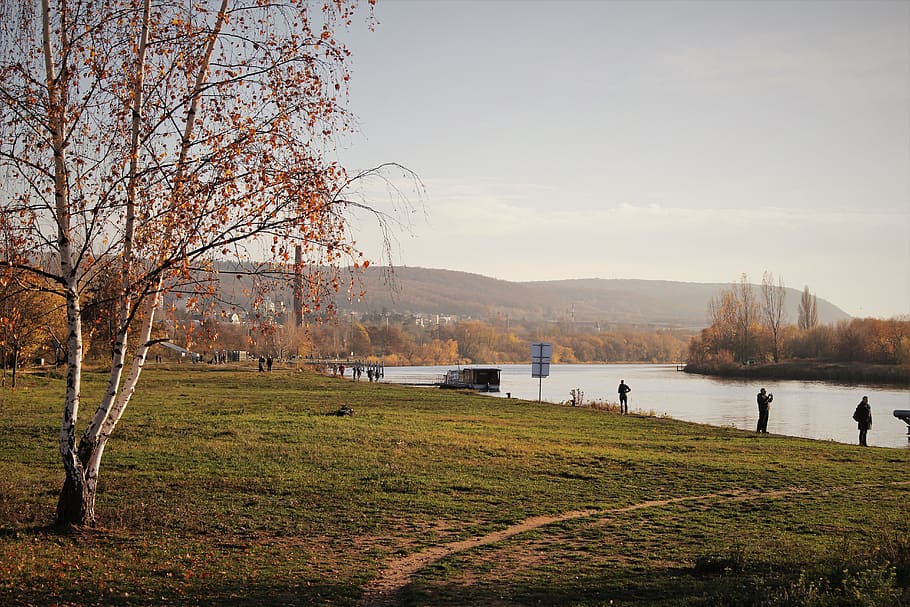 fall, river, sun, plant, sky, water, tree, nature, grass, beauty in nature HD wallpaper