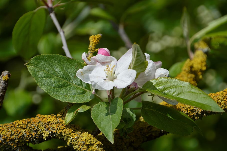 tree, flower, leaf, branch, foam, nature, spring, plants, garden HD wallpaper