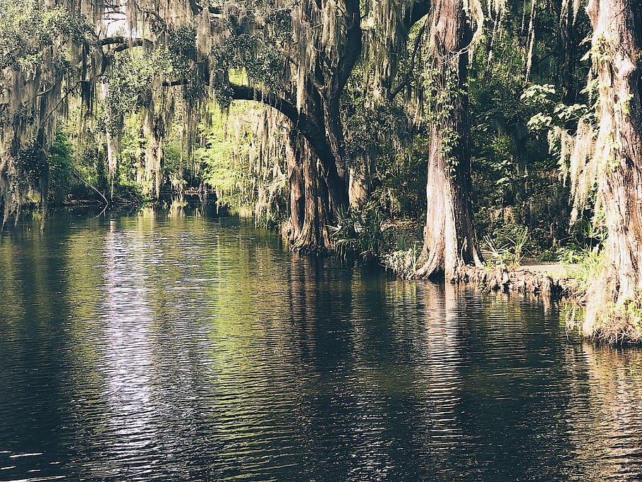 forest, trees, spanish moss, river, lake, water, waterfront HD wallpaper