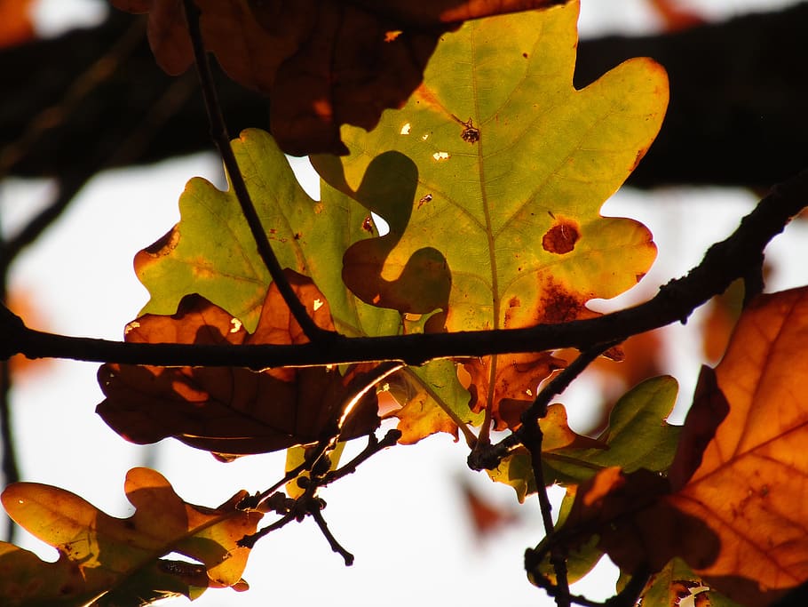 fall, autumn, leaves, leaf, oak, tree, oak tree, macro, nature HD wallpaper