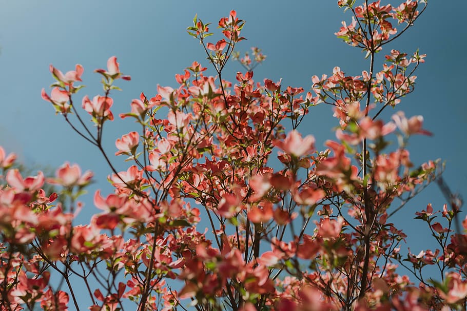 blooming pink flowers, plant, growth, flowering plant, beauty in nature HD wallpaper