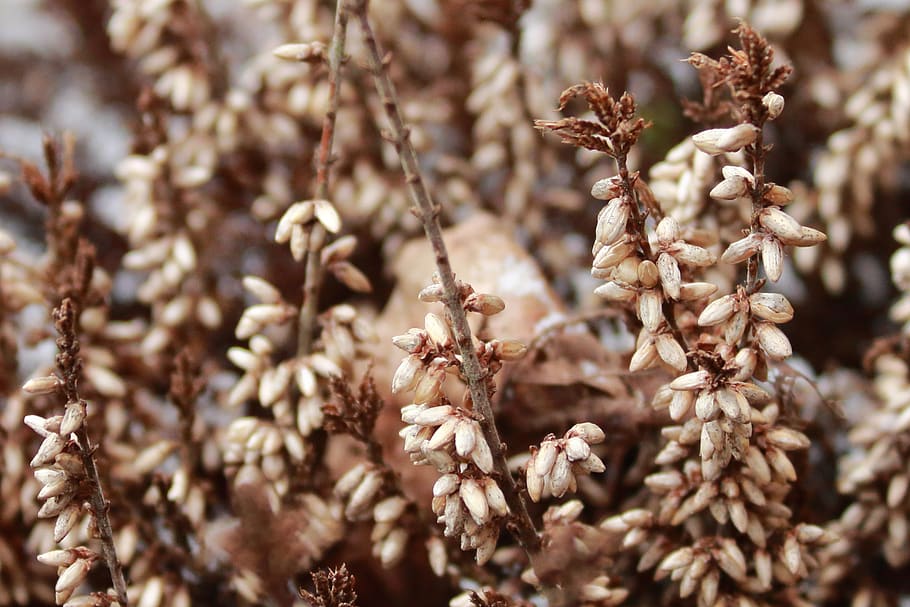germany, nature, spring, close-up, dry, selective focus, no people HD wallpaper