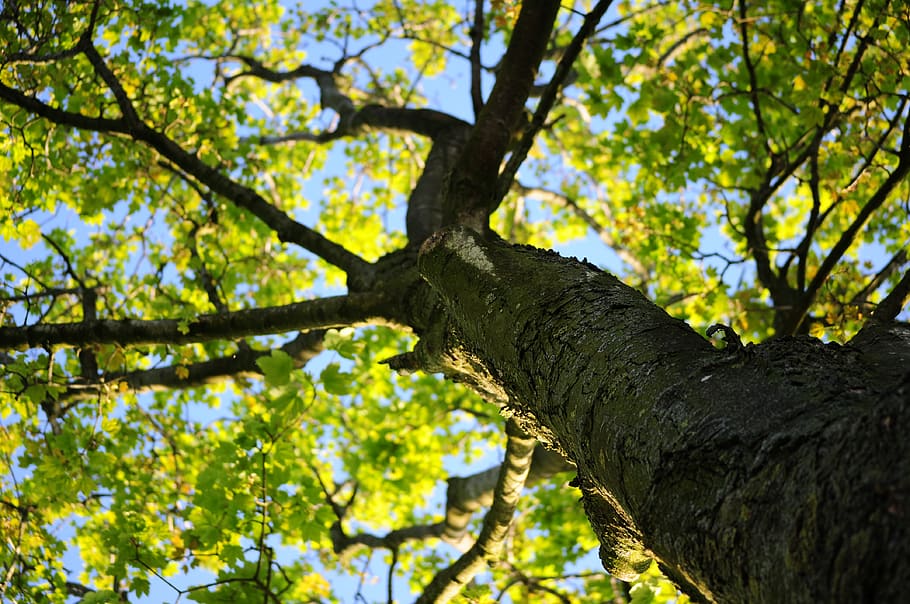 Low-angle Photo of Green Leafed Tree, bark, maple, nature, wood HD wallpaper