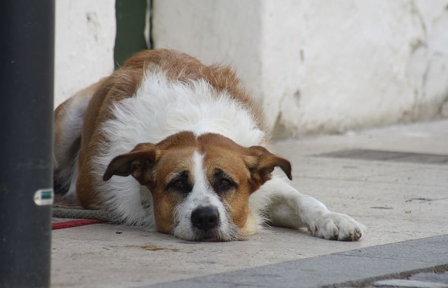 dog, bored, floor, lying, pet, animal, pets, one animal, animal themes HD wallpaper