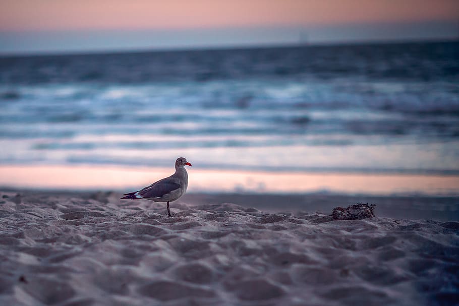 seagull, bird, beach, shore, animal themes, water, animal wildlife HD wallpaper