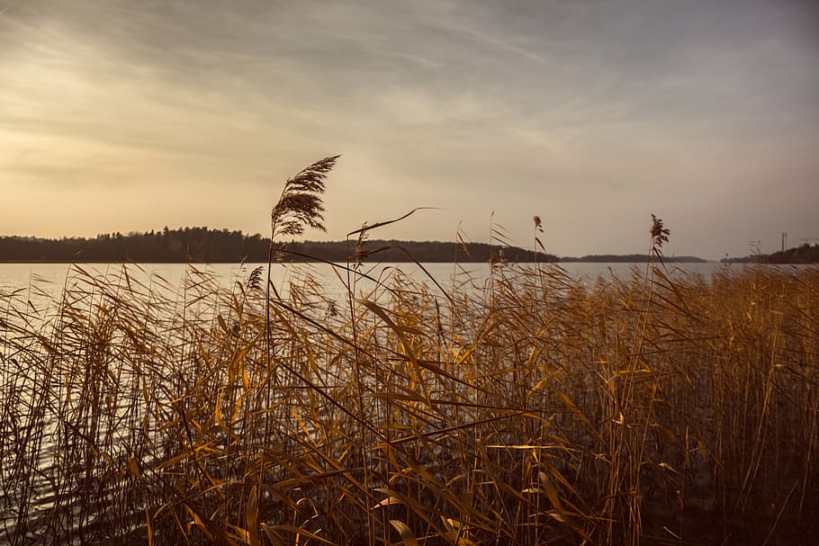 lake, reed, sunset, sky, cloud - sky, plant, beauty in nature HD wallpaper