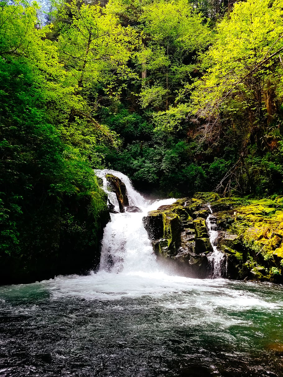 waterfalls surrounded by trees, plant, forest, motion, beauty in nature HD wallpaper