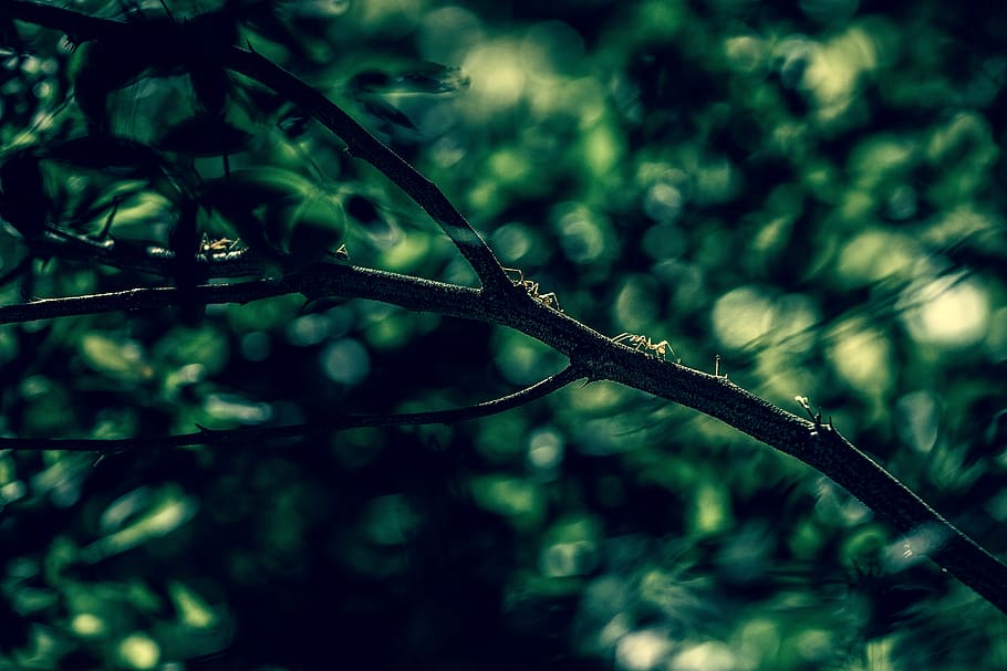 nature, trees, branches, leaves, bokeh, still, green, plant HD wallpaper