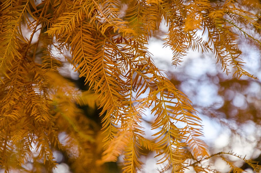 romania, bucharest, parcul, orange, autumn, walk, tree, leaves HD wallpaper