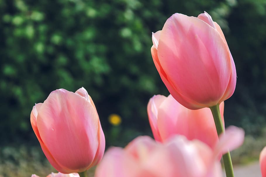 nature, spring, macro, flowers, pink, flowering plant, vulnerability HD wallpaper