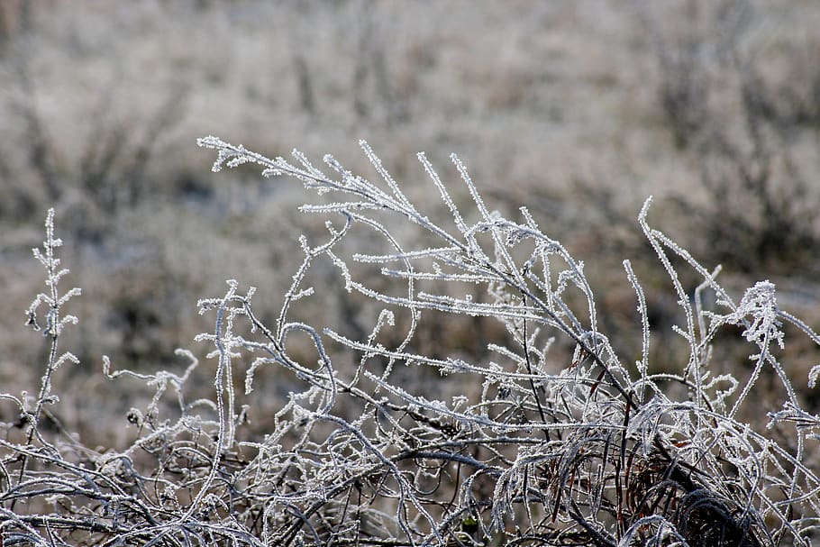 frost, grass, winter, frozen, january, nature, white, frosty HD wallpaper