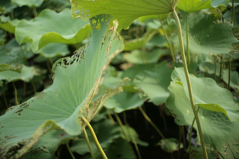 plant part, leaf, growth, green color, close-up, nature, no people HD wallpaper