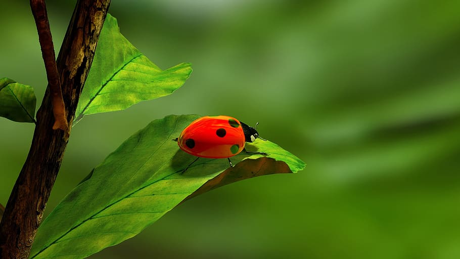 ladybird, ladybug, insect, leaf, green, white, red, branch HD wallpaper