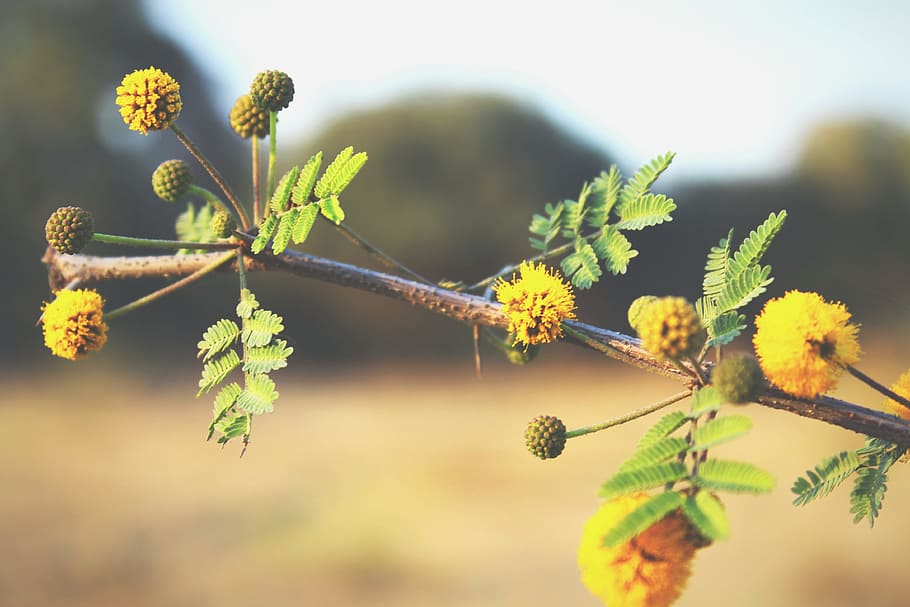 Yellow Ball Tree Flowers in Closeup Photo, beautiful, bloom, blooming HD wallpaper