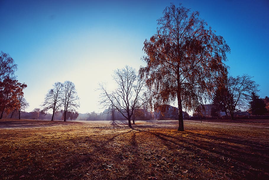 Brown Leaf Tree Under the Blue Sky, branches, landscape, nature HD wallpaper
