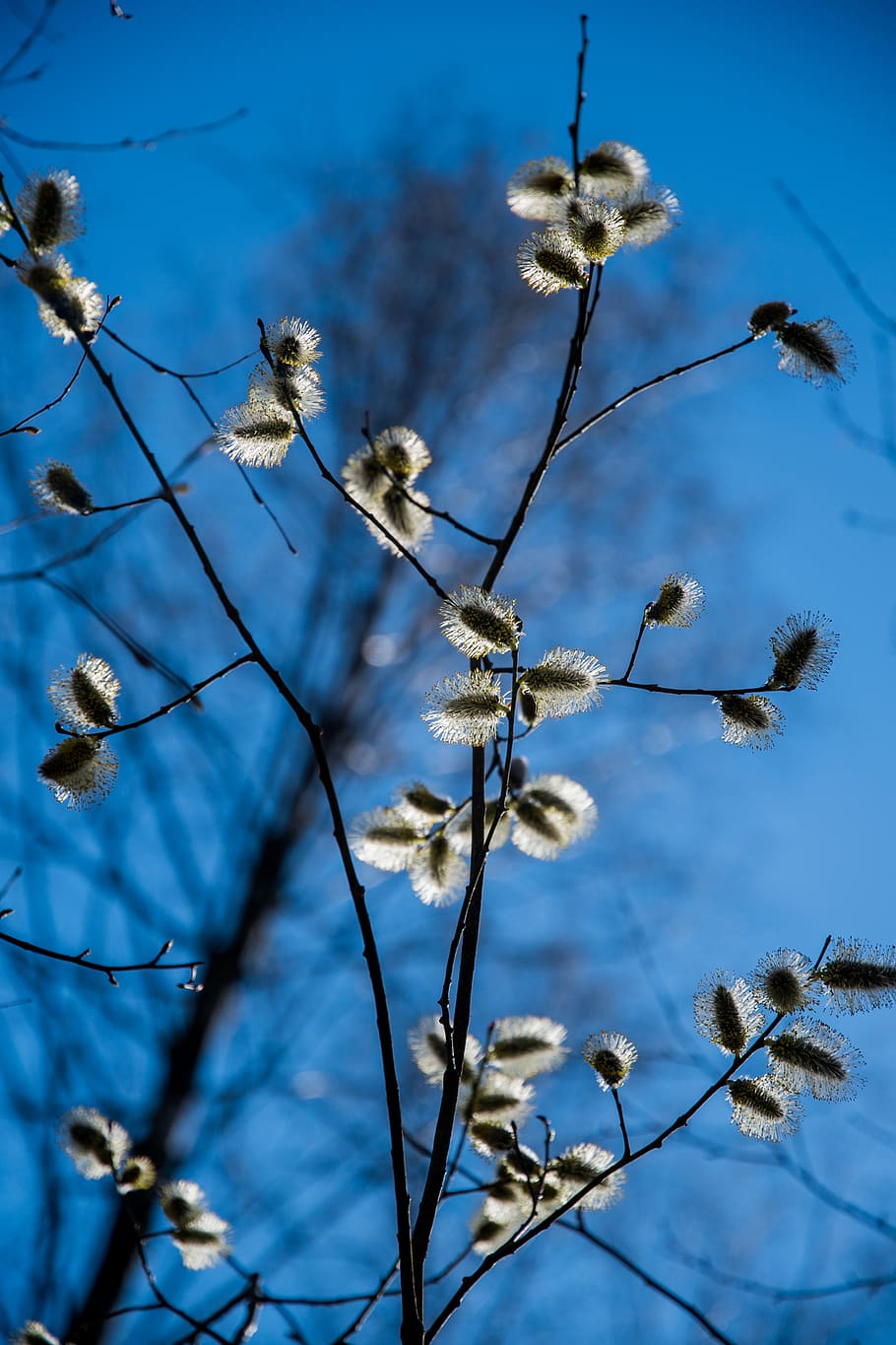 plant, flower, beauty in nature, tree, flowering plant, growth HD wallpaper
