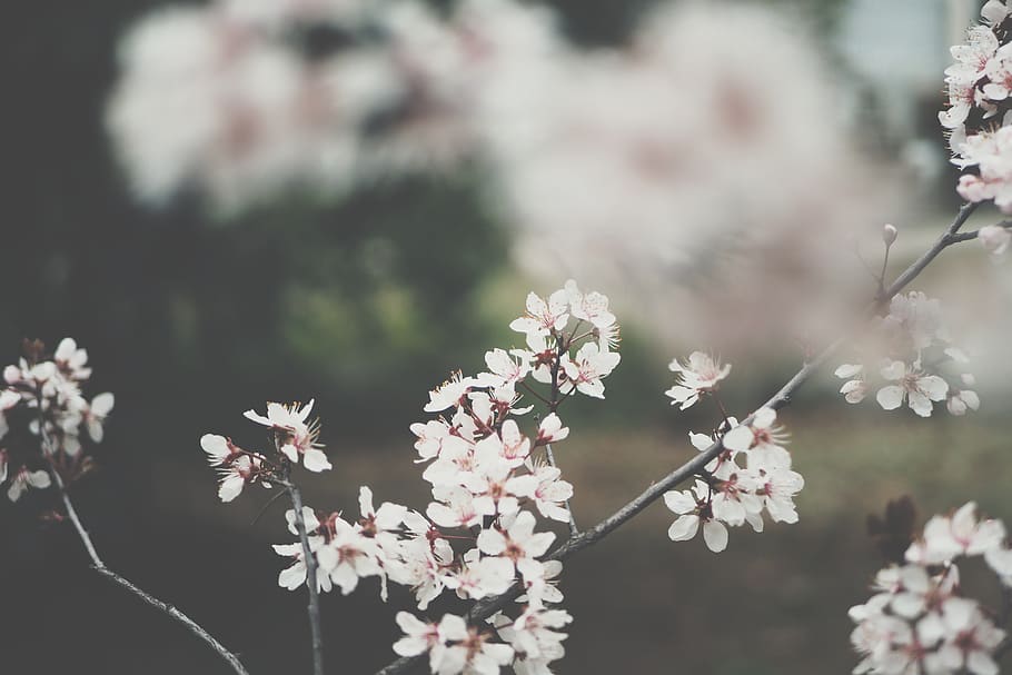 pink petaled flower, flowering plant, fragility, freshness, growth HD wallpaper