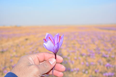 saffron, human hand, human body part, flower, one person, freshness HD wallpaper