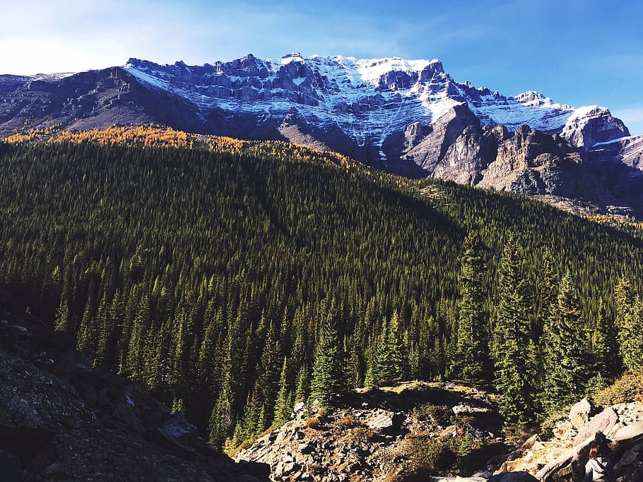forest, mountains, landscape, nature, panorama, hiking, beauty in nature HD wallpaper