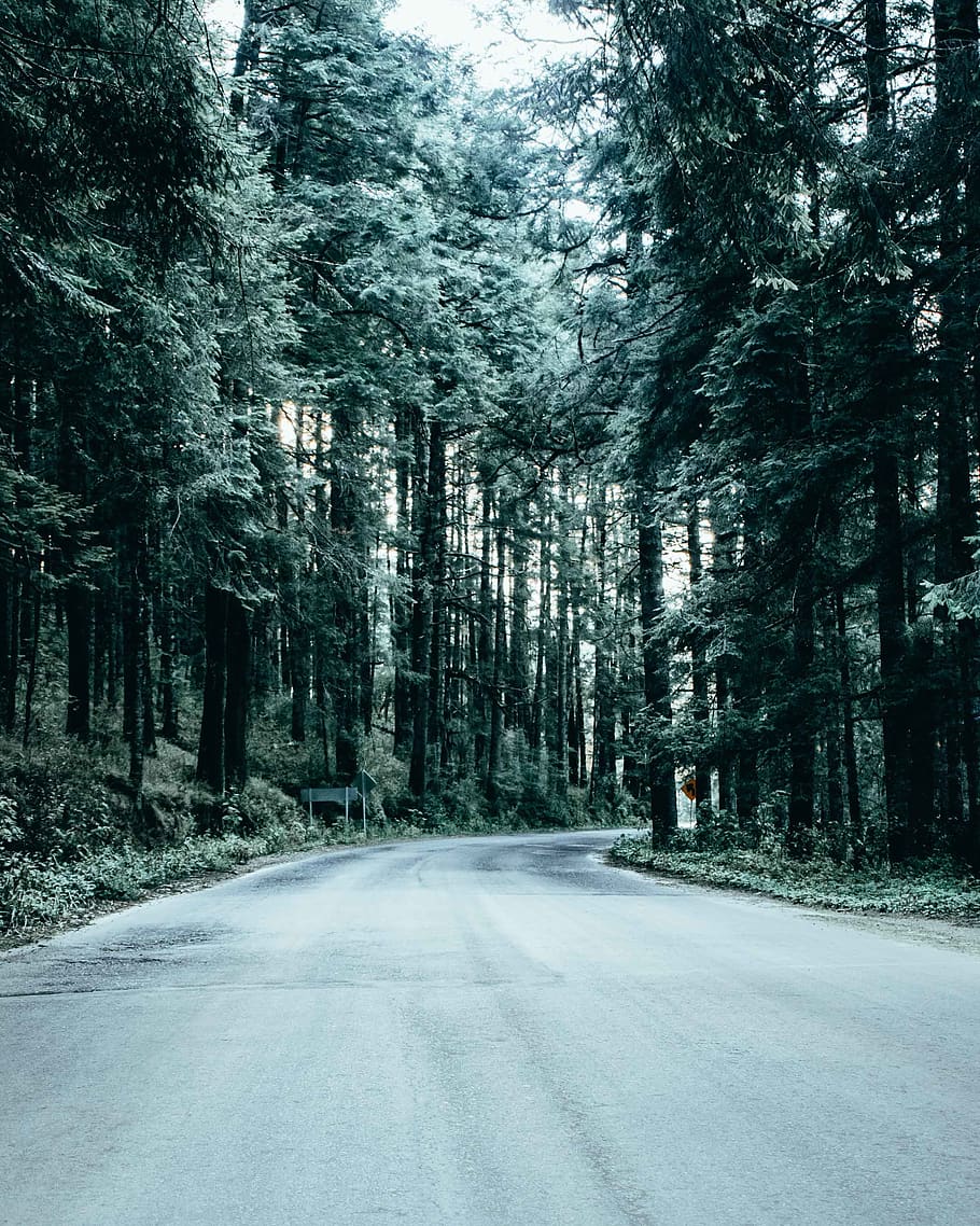 road between tall trees, plant, fir, abies, asphalt, tarmac, way HD wallpaper
