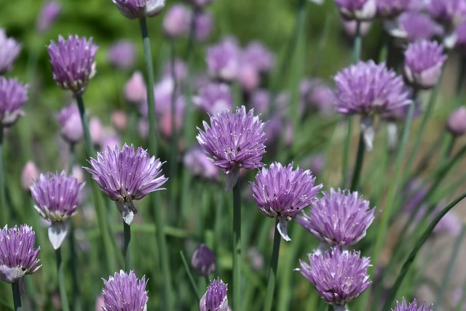 chives, flower, herbs, flowering plant, vulnerability, fragility HD wallpaper