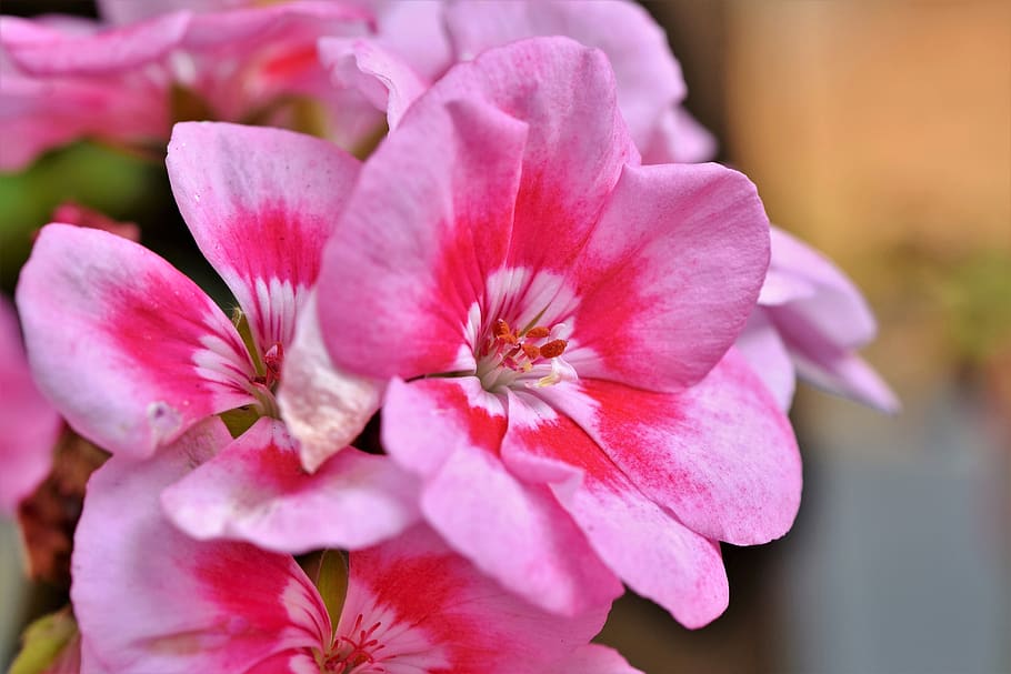 geranium, blossom, bloom, flower, balcony plant, pink, flora HD wallpaper