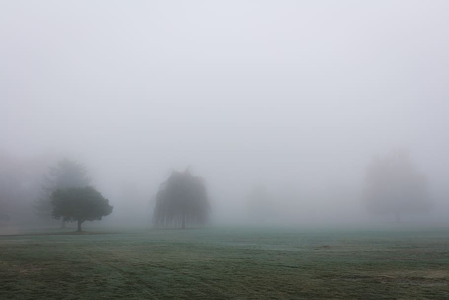 trees surrounded by fogs, plant, beauty in nature, tranquility HD wallpaper