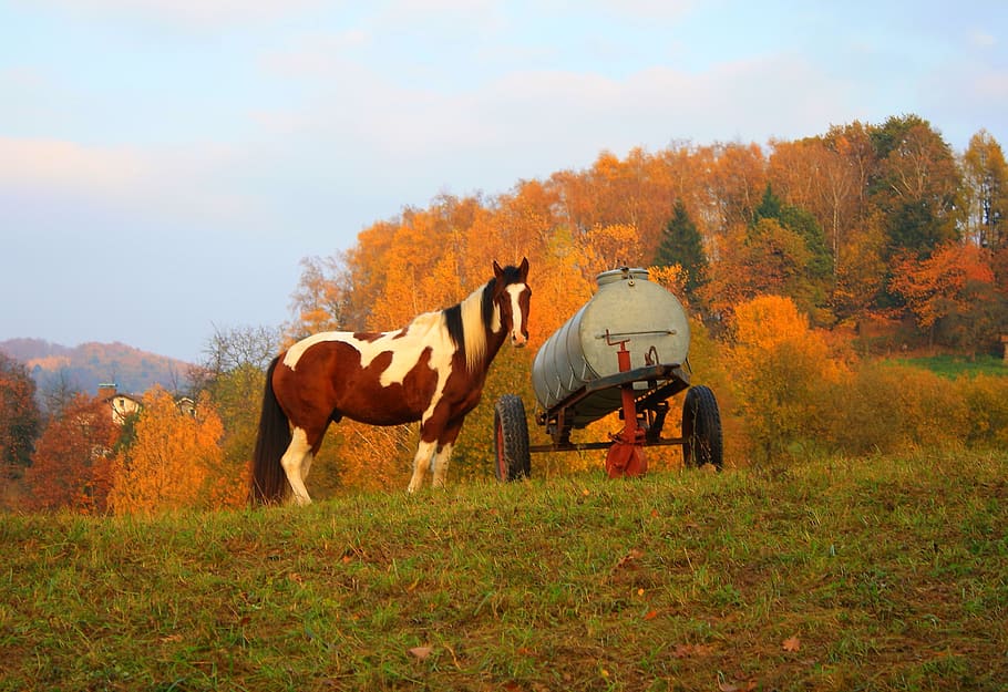horse, coupling, pasture, nature, ride, animal, mammal, animal themes HD wallpaper