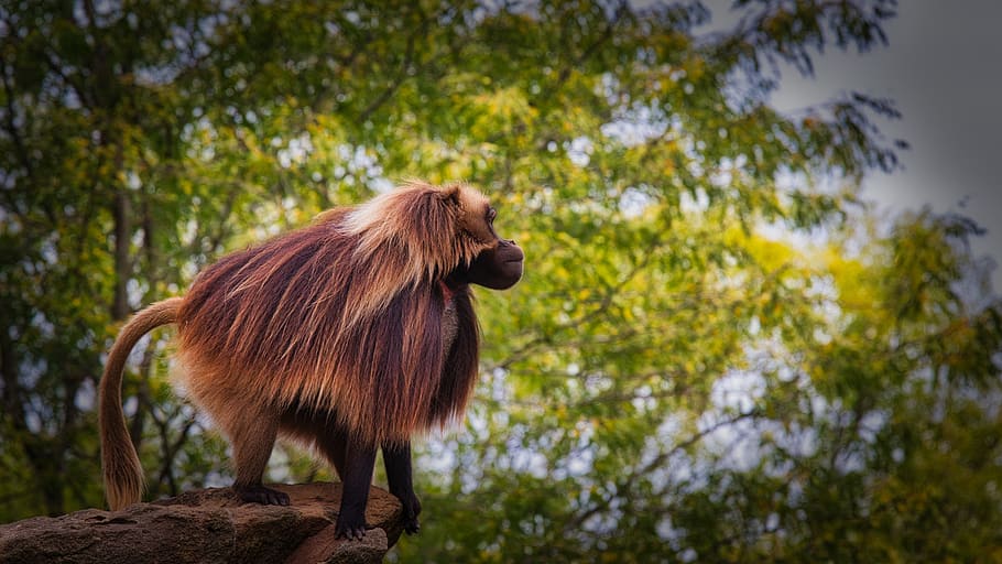 dschelada, the blood breast baboons, monkey, primates, animal world HD wallpaper