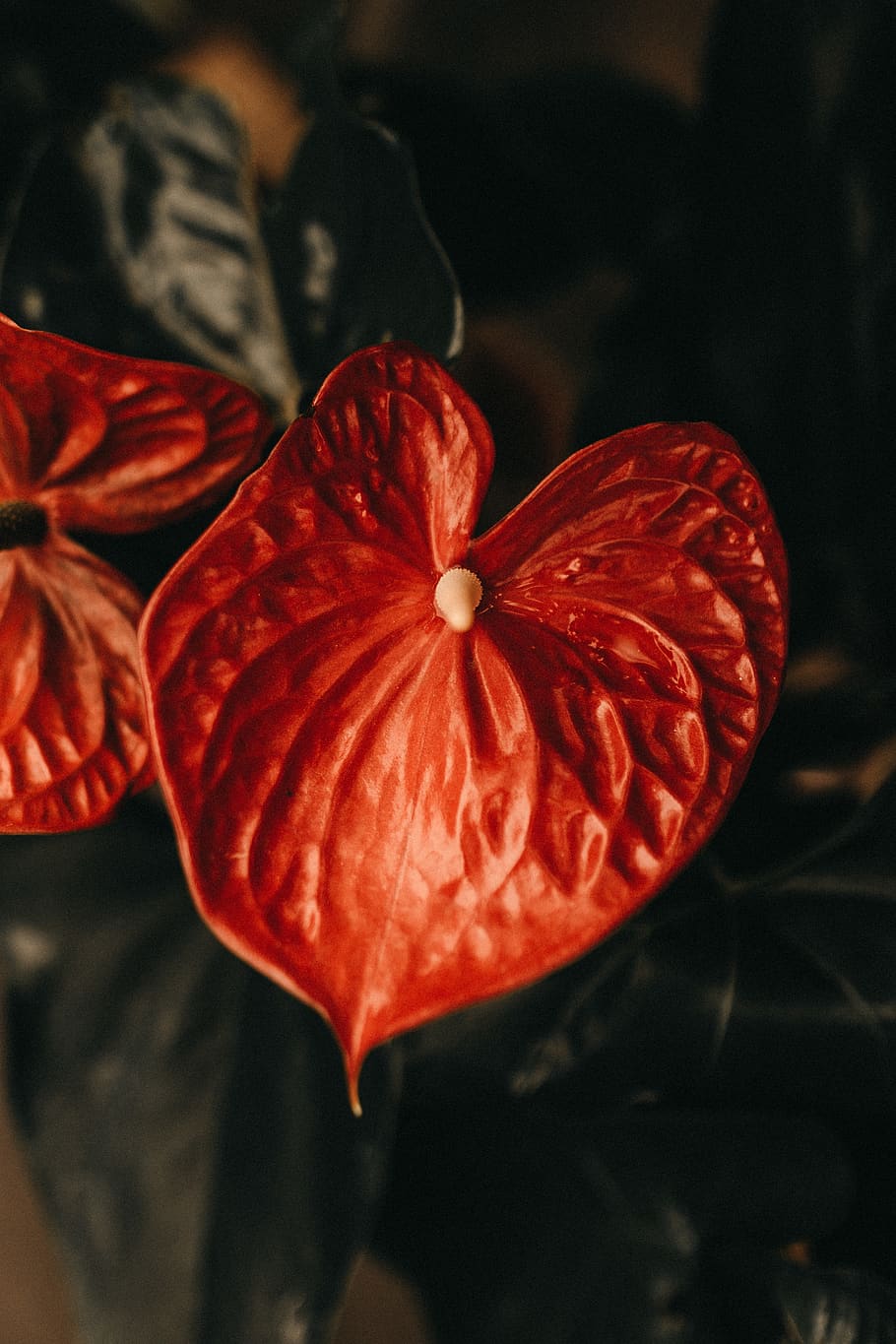 red lace leaf flower, freshness, close-up, petal, vulnerability HD wallpaper