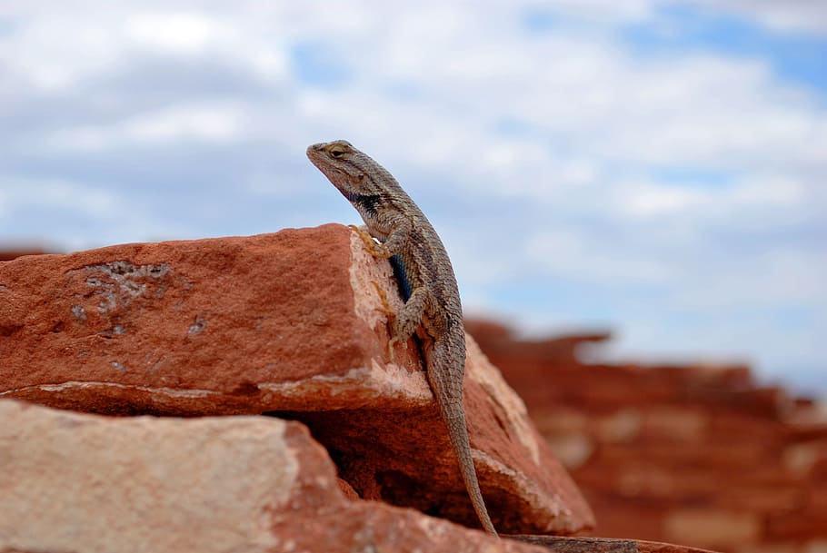 lizard, fast, tongue, long, reptile, stone, rock, rocky, one animal HD wallpaper
