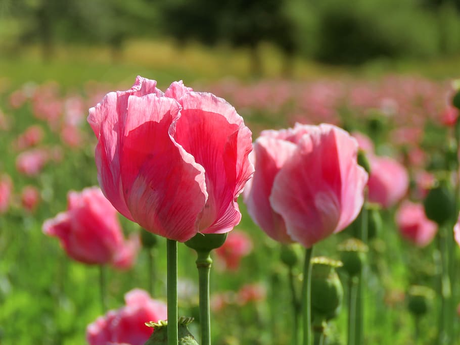 poppy, opium poppy, pink, nature, flower, plant, summer, flowers, HD wallpaper
