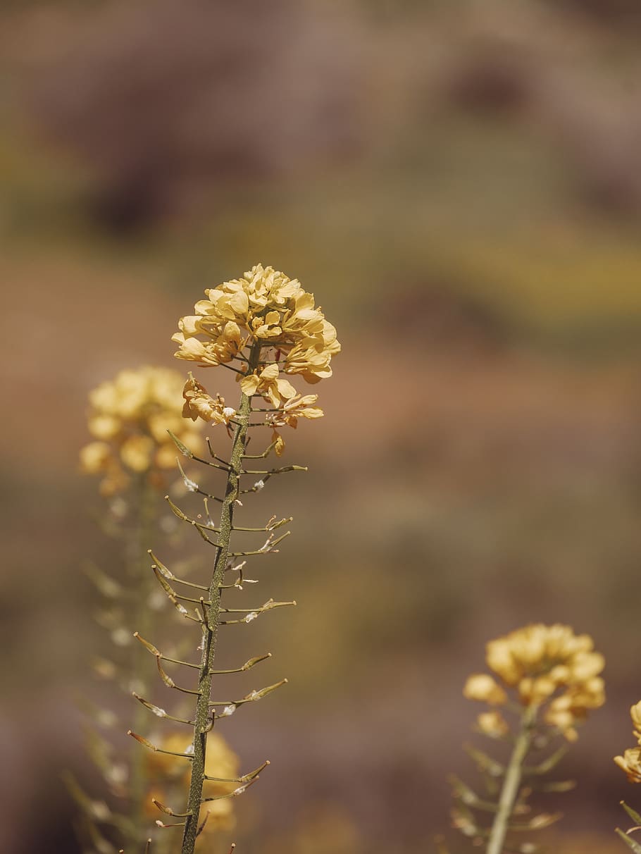 nature, flower, plant, growth, vulnerability, fragility, flowering plant HD wallpaper