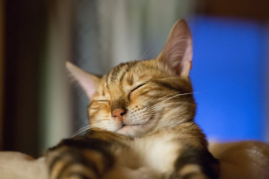 cat, sleep, cute, kitten, tired, mieze, mackerel, animal themes HD wallpaper