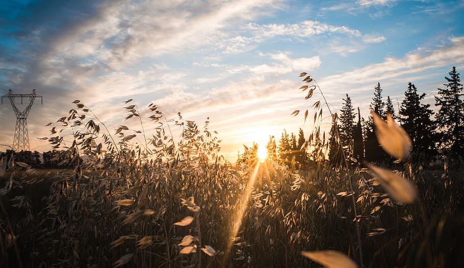 cloudy, yellow, breeze, summer, godray, sunray, sunset, field HD wallpaper