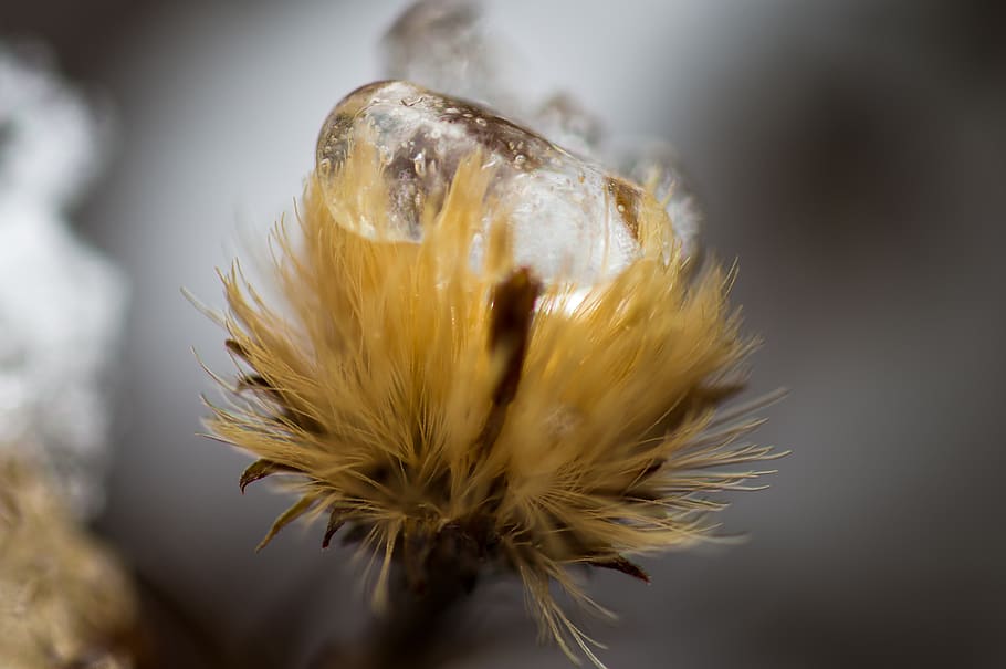 winter, cold, plant, ice, drip, close up, macro, photography HD wallpaper