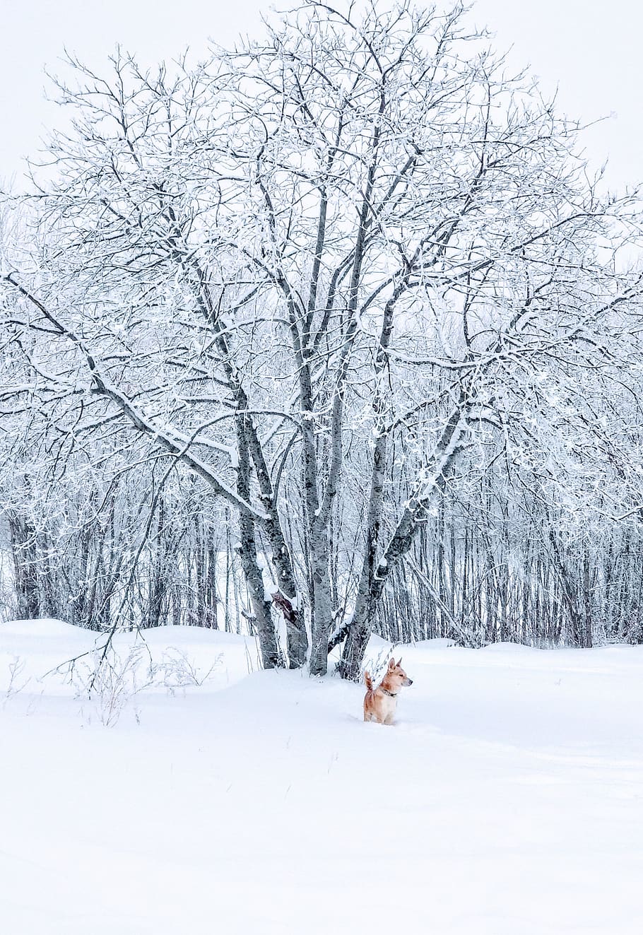 Brown Dog Standing on Snow Field Beside Bare Tree, animal, branch HD wallpaper