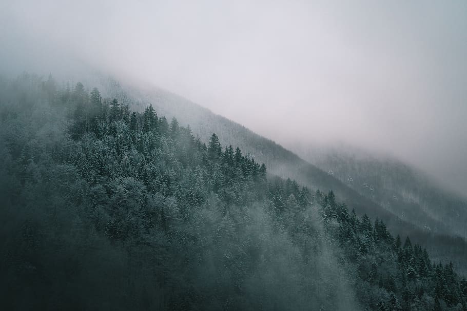 pine trees and mist, fog, plant, tranquil scene, beauty in nature HD wallpaper