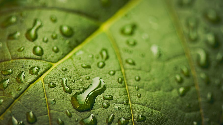 canada, toronto, rain, macro, green, forest, nature, colour HD wallpaper